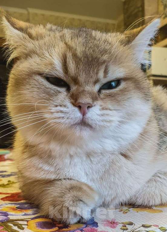 Кошки в Москве: Милая кошечка ищет дом в котором ее ждут и будут любить! Девочка, 999 руб. - фото 4