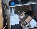 Кошки в Новокузнецке: Продам шотландскую вислоухую кошку  Девочка, 2 200 руб. - фото 4