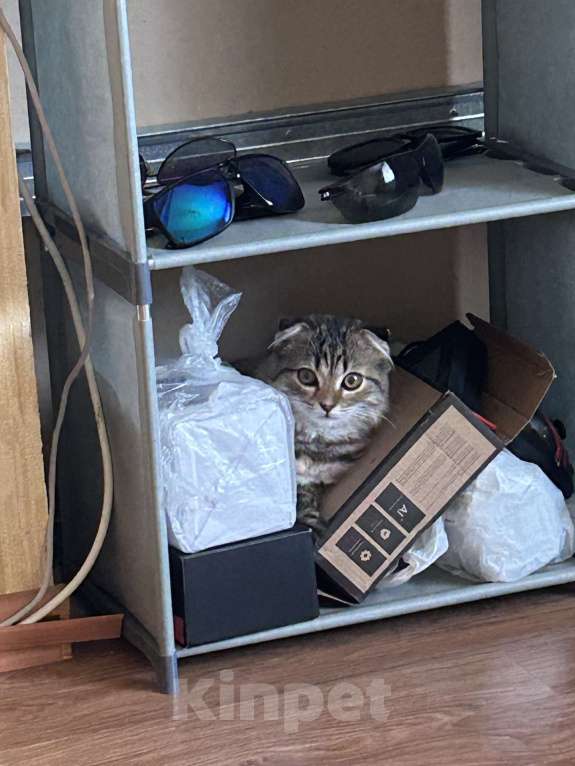 Кошки в Новокузнецке: Продам шотландскую вислоухую кошку  Девочка, 2 000 руб. - фото 4