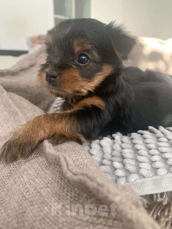 Собаки в Новосибирске: Предлагается бронирование щенка, рождена 25.02.25  Девочка, 25 000 руб. - фото 6