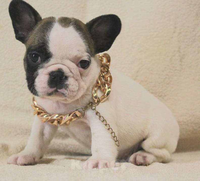 Собаки в Москве: Щенок француз Мальчик, 130 000 руб. - фото 2