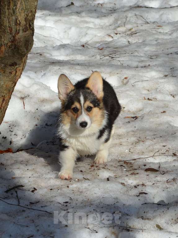Собаки в Москве: Триша Девочка, 40 000 руб. - фото 7