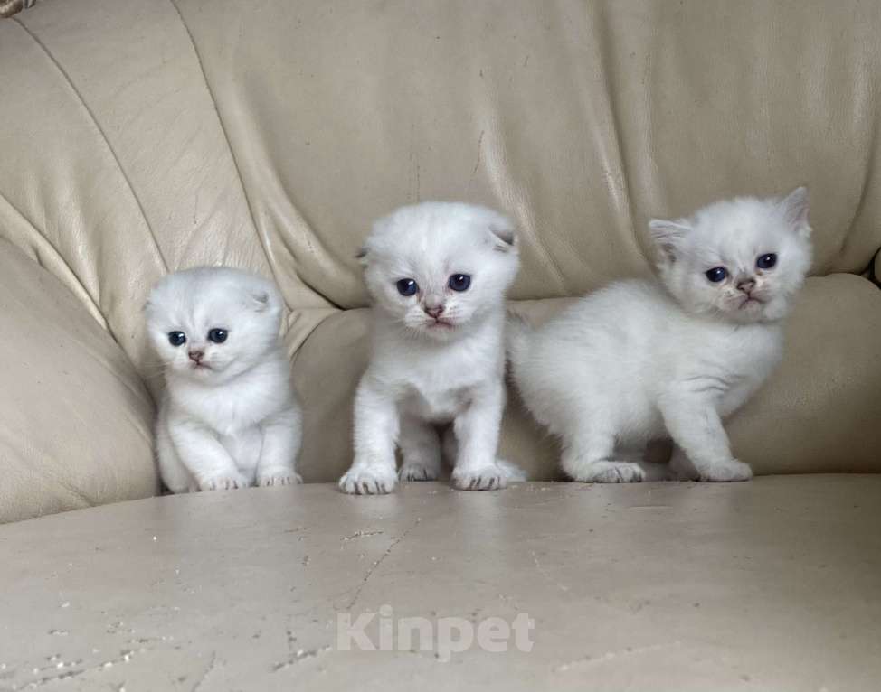 Кошки в Нижнем Новгороде: Серебристые котята с документами  Мальчик, 15 000 руб. - фото 1