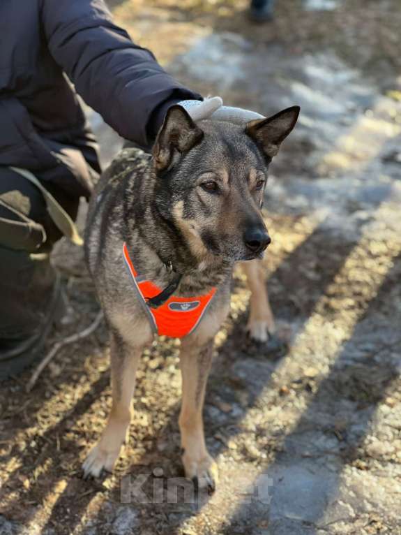Собаки в Москве: Миниатюрный волчонок Девочка, Бесплатно - фото 3
