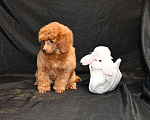 Собаки в Долгопрудном: Пуделя щенок  миниатюрный рыжий  КВИККИ  Мальчик, 100 000 руб. - фото 10