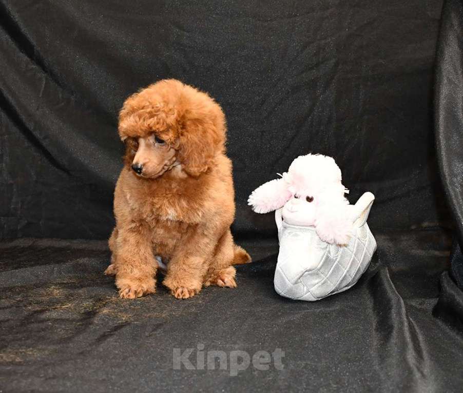 Собаки в Долгопрудном: Пуделя щенок  миниатюрный рыжий  КВИККИ  Мальчик, 100 000 руб. - фото 10