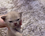 Кошки в Ливны: Бурманские котята, 1 000 руб. - фото 4