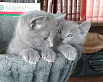 Кошки в Санкт-Петербурге: Русские голубые котята Мальчик, 40 000 руб. - фото 6