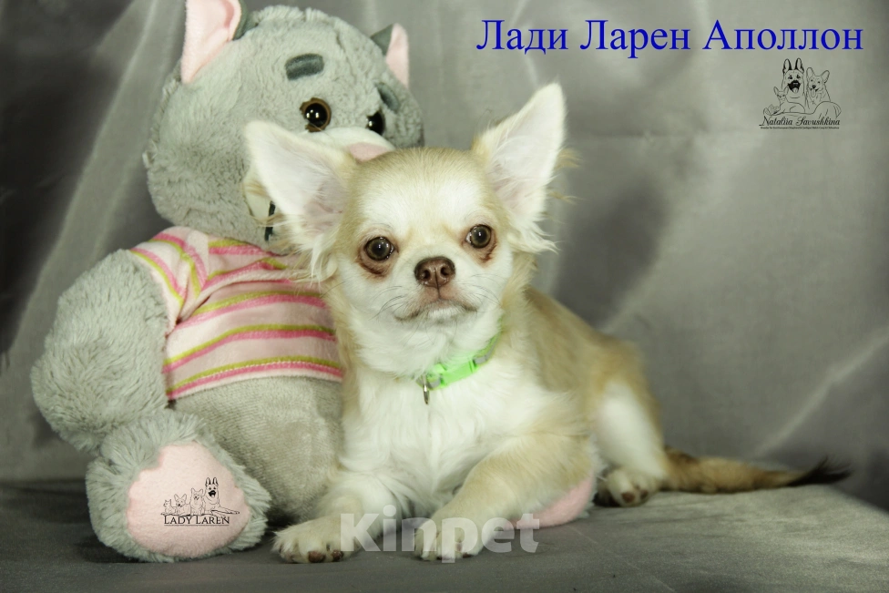 Собаки в Воронеже: Щенки чихуахуа Мальчик, Бесплатно - фото 1