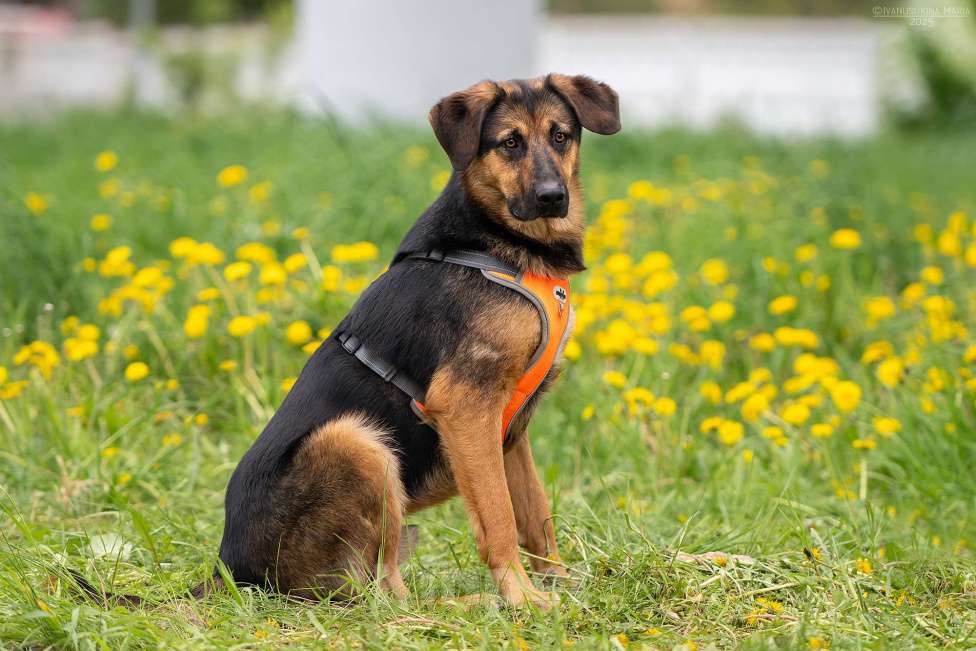 Собаки в Москве: Мэсси - ваш персоналный псыночка корзиночка Мальчик, Бесплатно - фото 4
