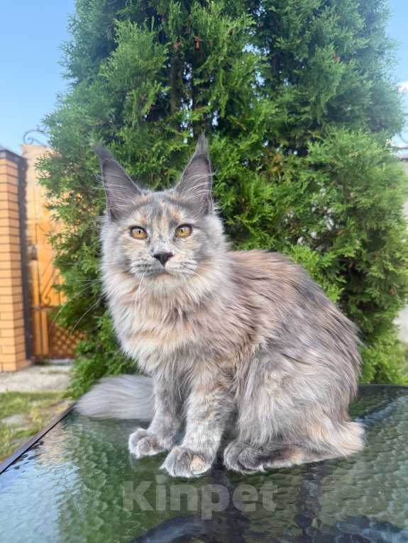 Кошки в Чехове: Мейн-кун котенок Девочка, 40 000 руб. - фото 4