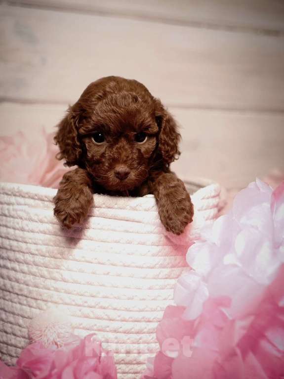 Собаки в Одинцово: Той пудель ркф Девочка, 85 000 руб. - фото 1