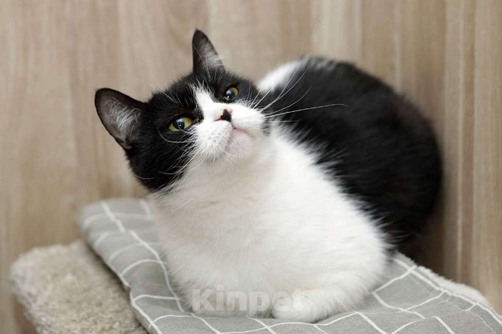 Кошки в Санкт-Петербурге: Кошка Мэри  Девочка, Бесплатно - фото 2