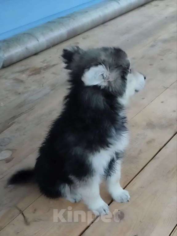 Собаки в Лосином-Петровском: малыш из ппбж якутска Мальчик, Бесплатно - фото 2