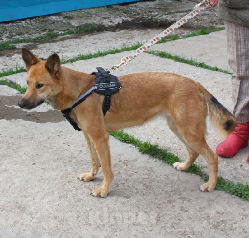 Собаки в Москве: Дружелюбная собака -компаньон Пипа ищет дом! Девочка, Бесплатно - фото 8