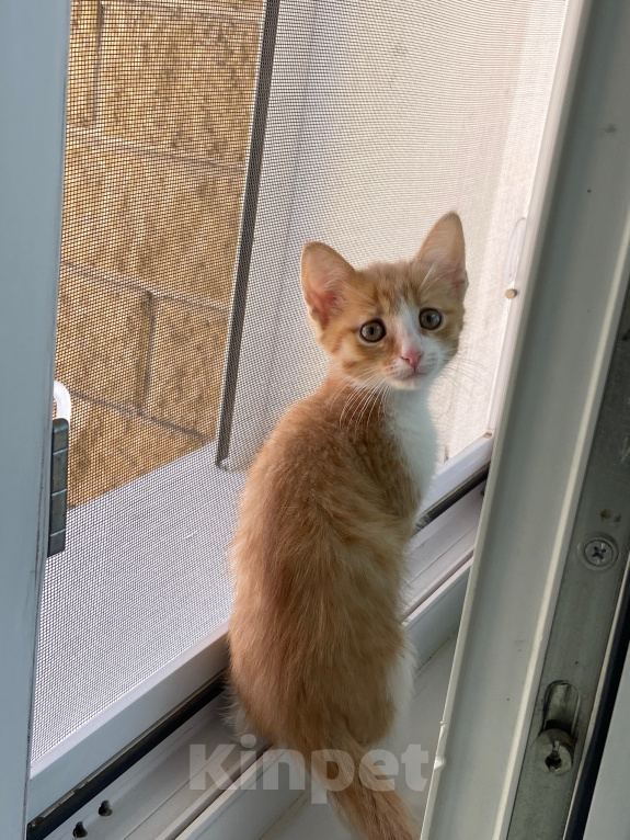 Кошки в Уфе: Рыжий котенок Мальчик, Бесплатно - фото 2