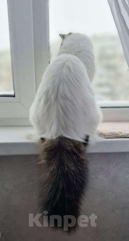 Кошки в Ярославле: Шотландская длинношерстная девочка Девочка, 15 000 руб. - фото 5