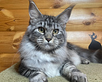 Кошки в других городах Московской области: Котята Мейн-кун Девочка, 35 000 руб. - фото 1