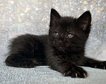 Кошки в других городах Московской области: Курильский бобтейл черный Мальчик, 50 000 руб. - фото 1