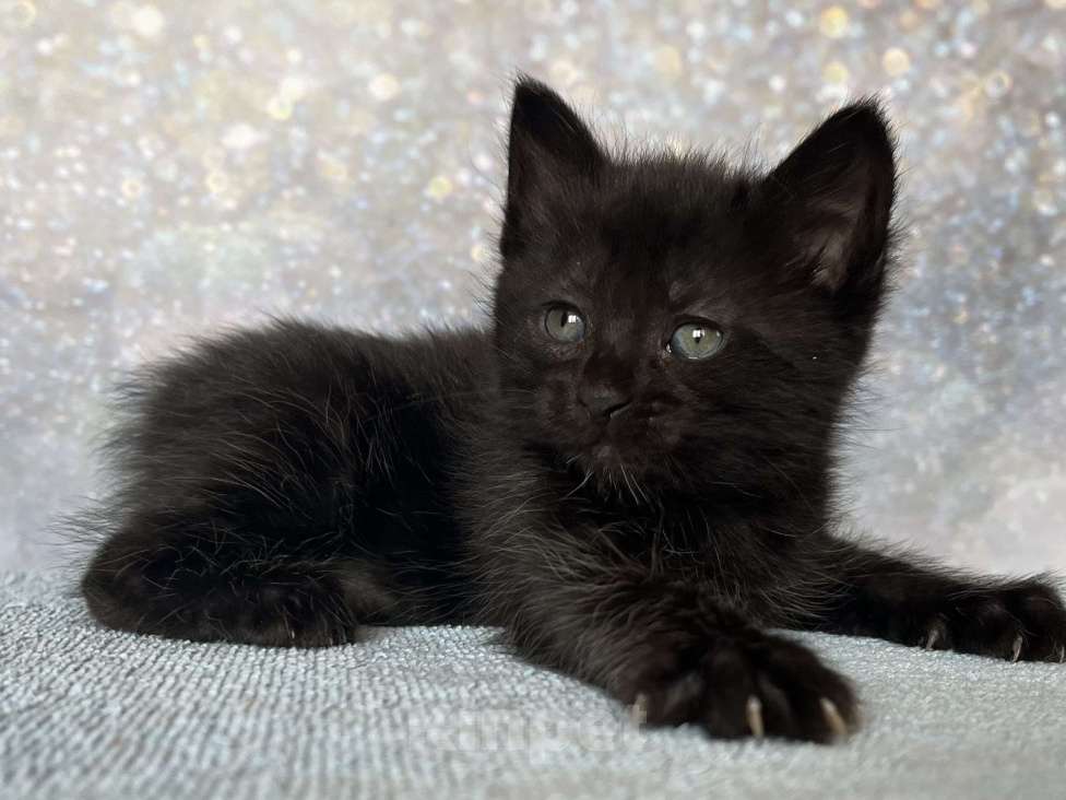 Кошки в других городах Московской области: Курильский бобтейл черный Мальчик, 50 000 руб. - фото 1