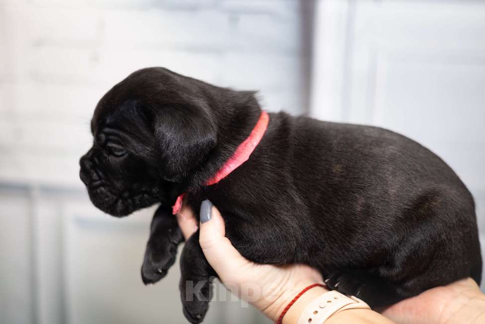 Собаки в Ярославле: Кане корсо Малышка Девочка, 80 000 руб. - фото 3