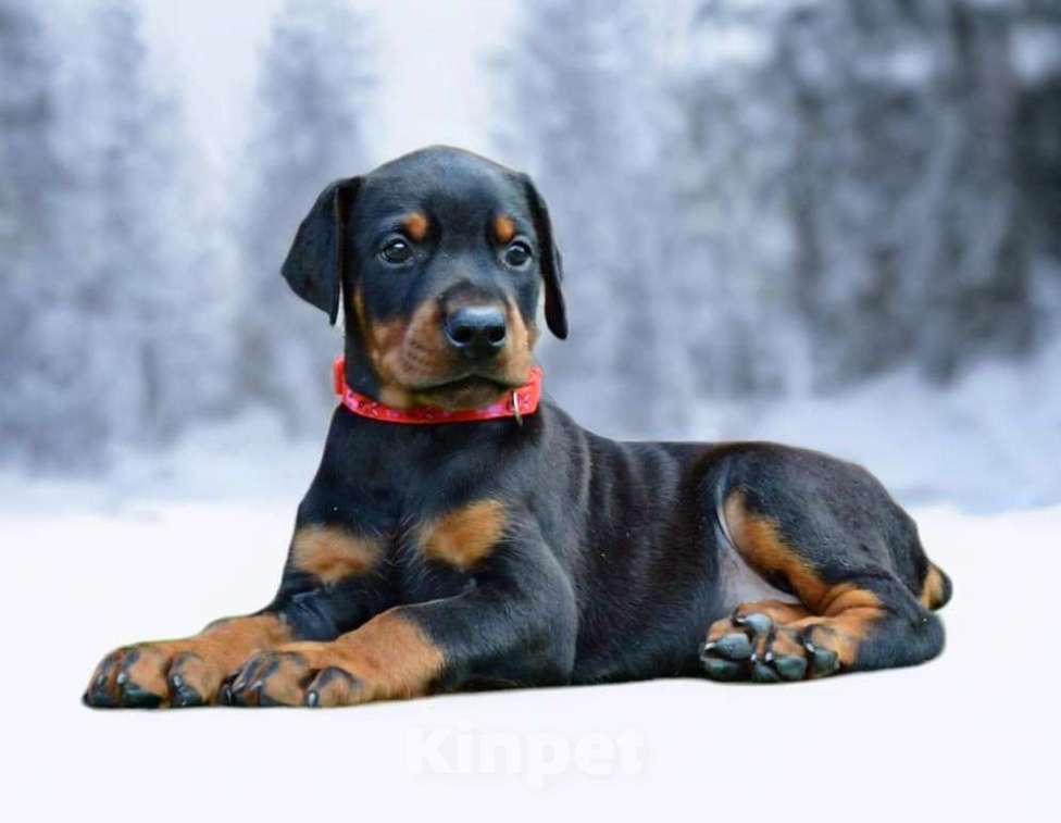 Собаки в Санкт-Петербурге:  Щенок добермана Девочка, 70 000 руб. - фото 2