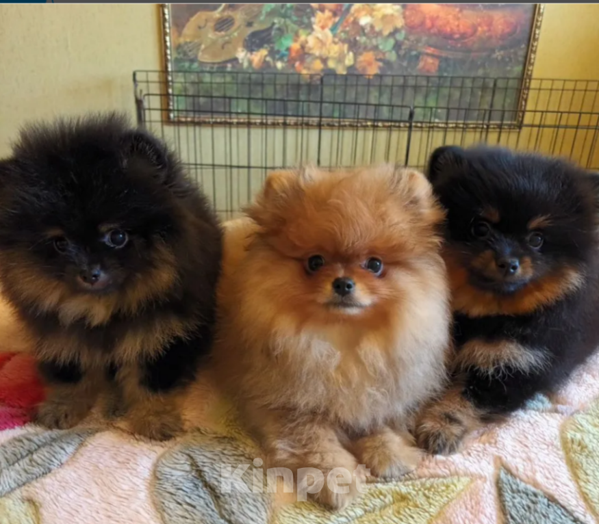 Собаки в Казани: Померанский шпиц медвежьего типа Девочка, 40 000 руб. - фото 3