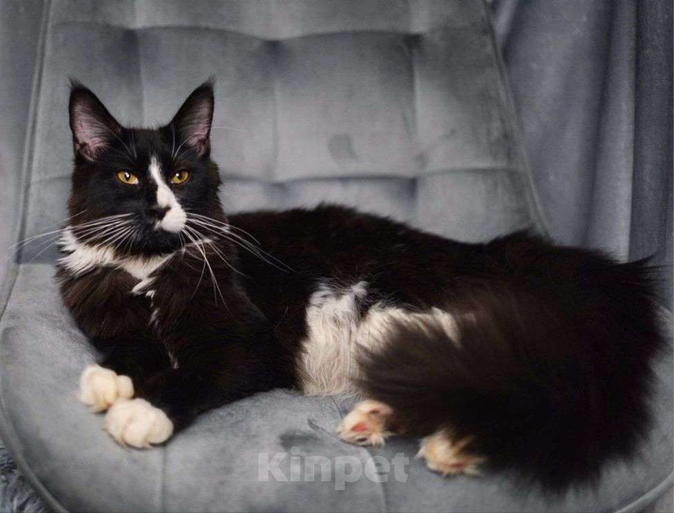 Кошки в Москве: Эксклюзивные котята мейн-кун  Девочка, 25 000 руб. - фото 5