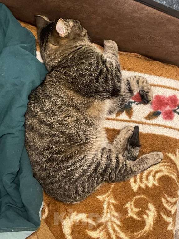 Кошки в Ульяновске: Отдам в добрый руки, двух милых мальчиков) Мальчик, 100 руб. - фото 1