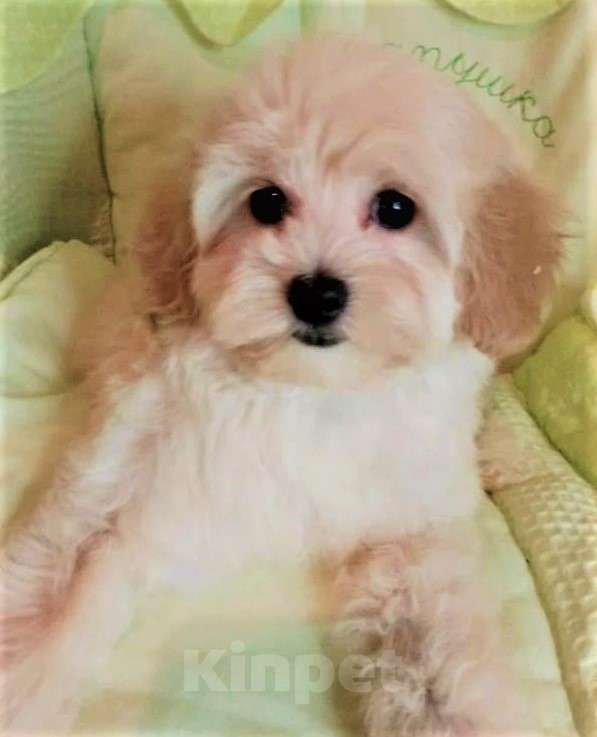 Собаки в Балашихе: Продажа мальтипу Девочка, 60 000 руб. - фото 1