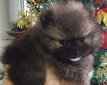 Собаки в Нижнем Новгороде: Мальчики Померанского шпица Мальчик, 40 000 руб. - фото 4