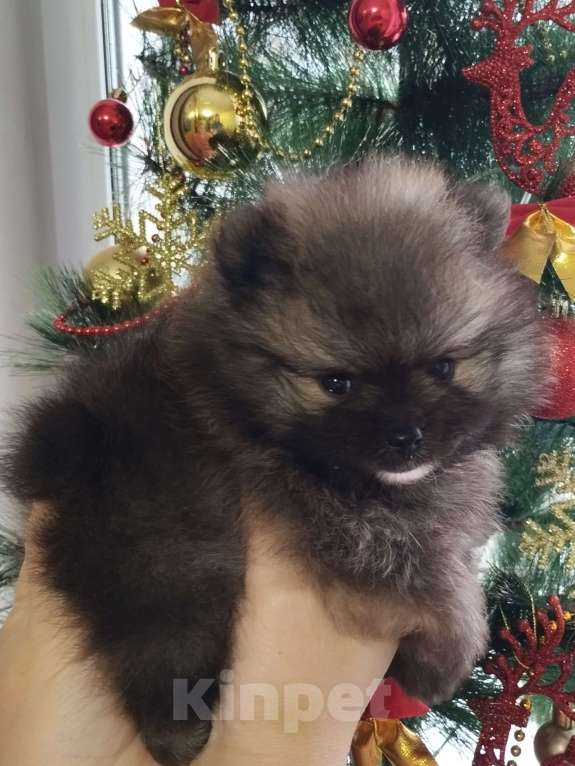 Собаки в Нижнем Новгороде: Мальчики Померанского шпица Мальчик, 40 000 руб. - фото 4