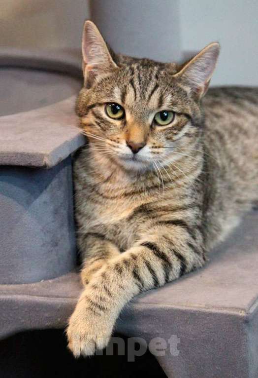 Кошки в Москве: Ищут дом три кошачьих сердца Мальчик, 10 руб. - фото 4