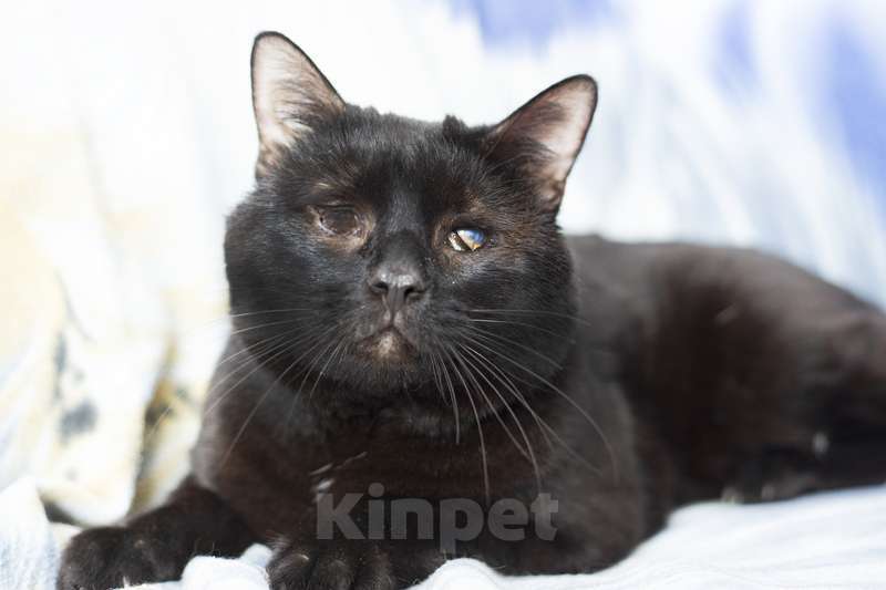 Кошки в Москве: Особенный черный кот Гэндальф ищет дом Мальчик, 1 руб. - фото 1