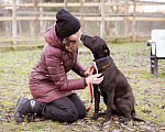 Собаки в Москве: Бывшедомашняя собака в приюте, ищет дом Девочка, Бесплатно - фото 7