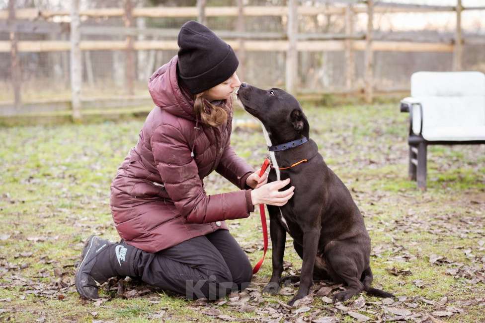 Собаки в Москве: Бывшедомашняя собака в приюте, ищет дом Девочка, Бесплатно - фото 7