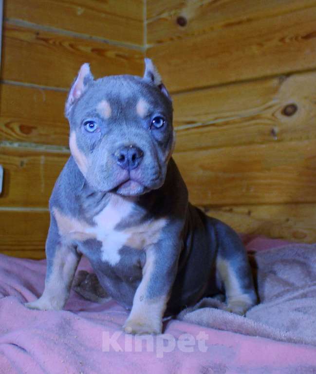 Собаки в Архангельске: АМЕРИКАНСКИЙ БУЛЛИ. ДЕВОЧКА. Девочка, 90 000 руб. - фото 3