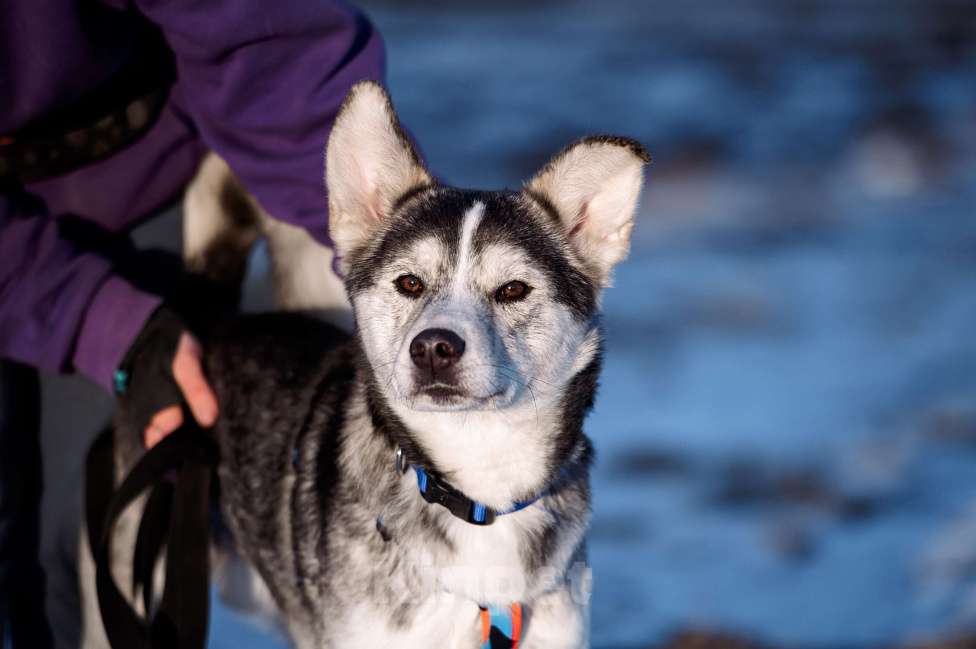 Собаки в Москве: Зевс Мальчик, Бесплатно - фото 2