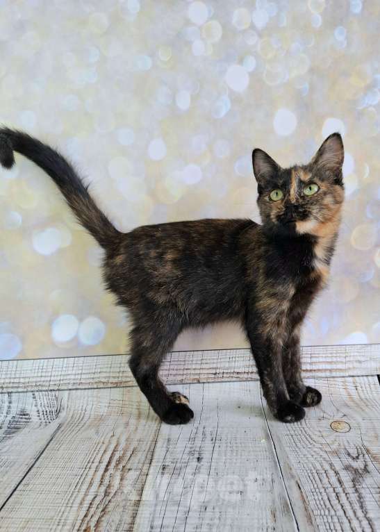 Кошки в Москве: Черепаховый котёнок в добрые руки  Девочка, Бесплатно - фото 6