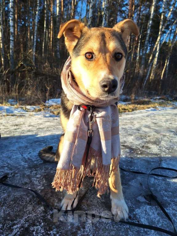 Собаки в других городах Московской области: Щенок в добрые руки  Мальчик, Бесплатно - фото 3