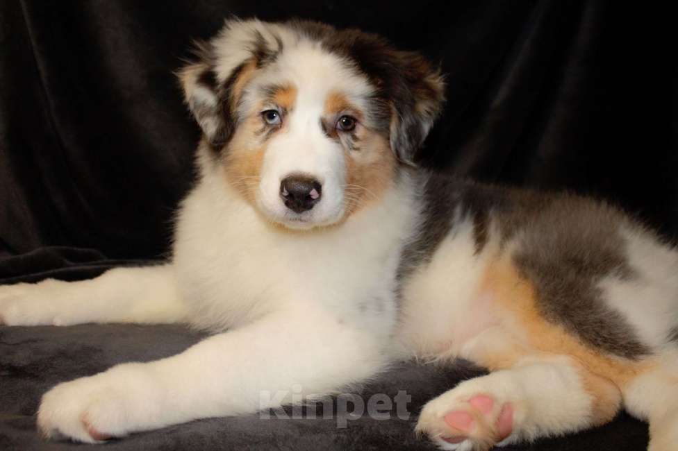 Собаки в других городах Московской области: Австралийская овчарка (аусси) Девочка, 70 000 руб. - фото 9