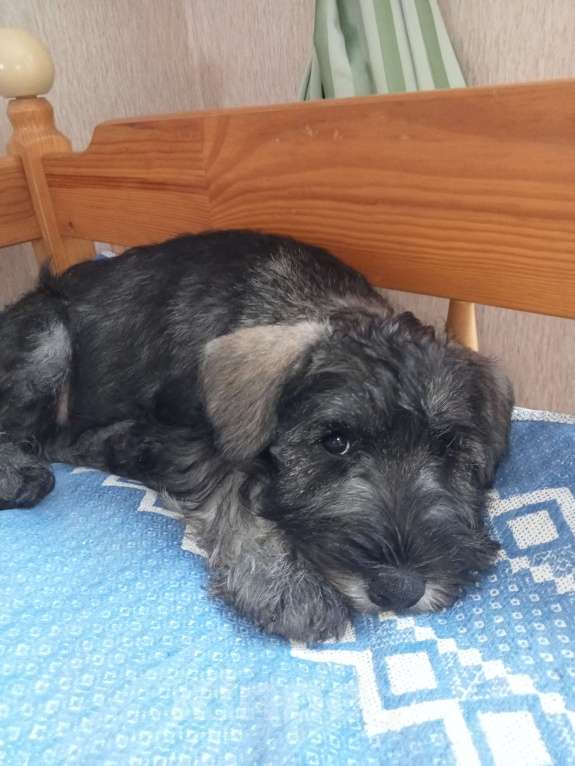 Собаки в Белгороде: Щенки цвергшнауцера Мальчик, Бесплатно - фото 7