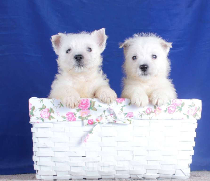 Собаки в Москве: вест хайленд вайт терьер щенки мальчики Мальчик, 80 000 руб. - фото 4