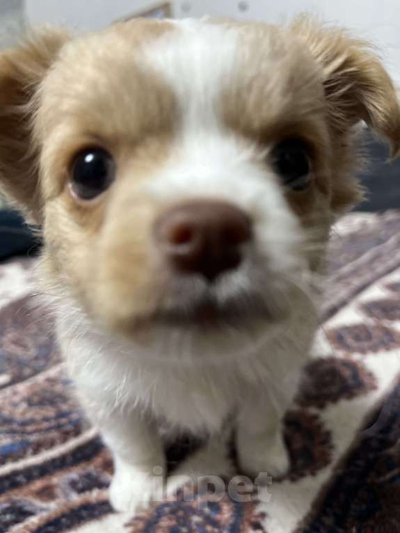 Собаки в Кемерово: Щенок чихуахуа мини  Девочка, 18 000 руб. - фото 3