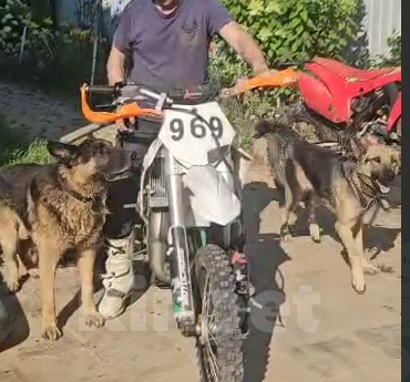 Собаки в других городах Московской области: Щенки Восточно европейской овчарки Девочка, Бесплатно - фото 4