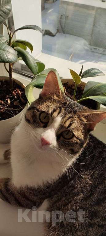 Кошки в Самаре: Потерялся кот Мальчик, 5 000 руб. - фото 2