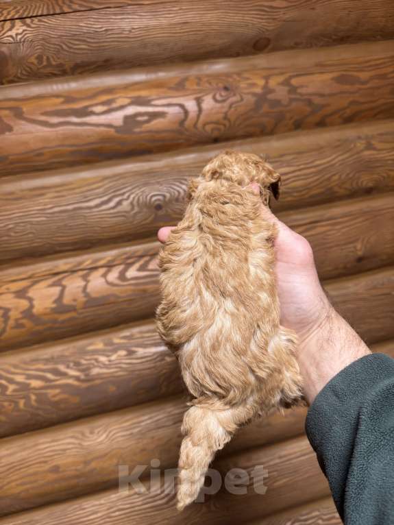 Собаки в Краснодаре: Той пудель  Мальчик, 50 000 руб. - фото 2