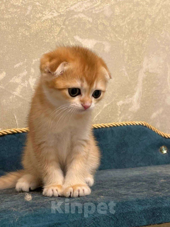 Кошки в Москве: Шотландский мальчик Мальчик, 50 000 руб. - фото 2