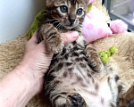 Кошки в Москве: Бенгальская девочка Девочка, 35 000 руб. - фото 3