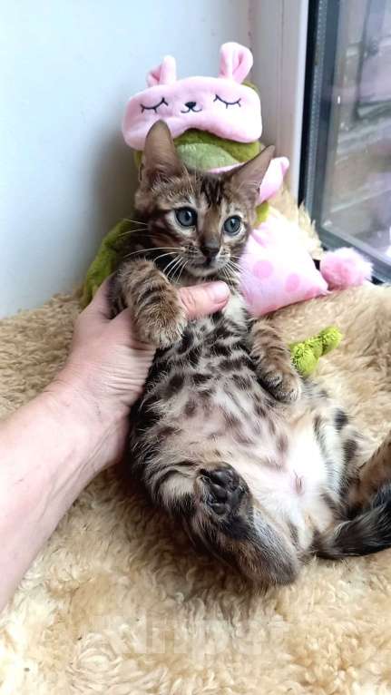 Кошки в Москве: Бенгальская девочка Девочка, 35 000 руб. - фото 3